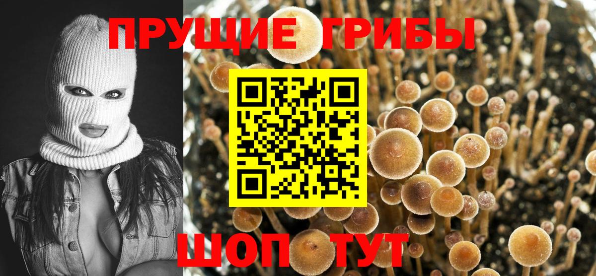 Галлюциногенные грибы Psilocybe Прокопьевск